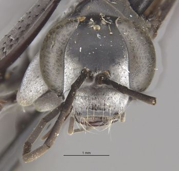 Media type: image;   Entomology 26649 Aspect: head frontal view